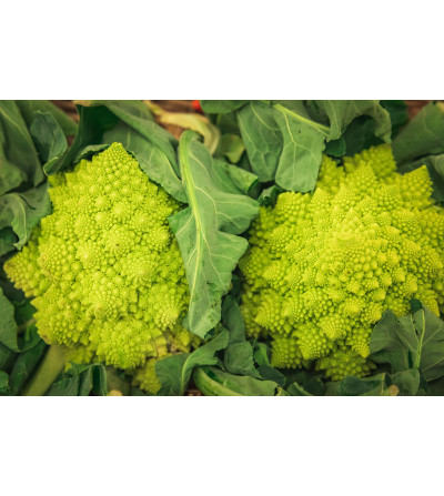 Chou Romanesco