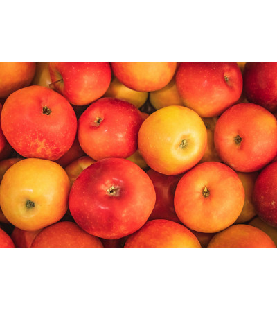 Pomme Galla (La pièce)