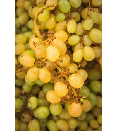 Raisin blanc ALEDO (250g)
